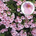 Afbeelding van Diascia P12 Light pink